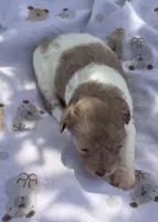 LIGHT CHOCOLATE MERLE GIRL, a female Schnoodle for sale in Bowling Green, KY – 4 of 10
