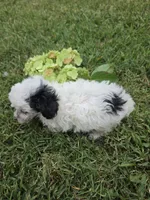 DEARLY TINY TOY GIRL, a female Poodle - Toy  for sale in Bowling Green, KY – 5 of 10