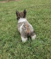 LOCK BLUE MERLE PARTI, a male Yorkipoo for sale in Bowling Green, KY – 6 of 10