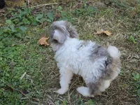 WINSLOW BLUE MERLE PARTI WITH 1 BLUE EYE, a male Schnoodle for sale in Bowling Green, KY – 9 of 10