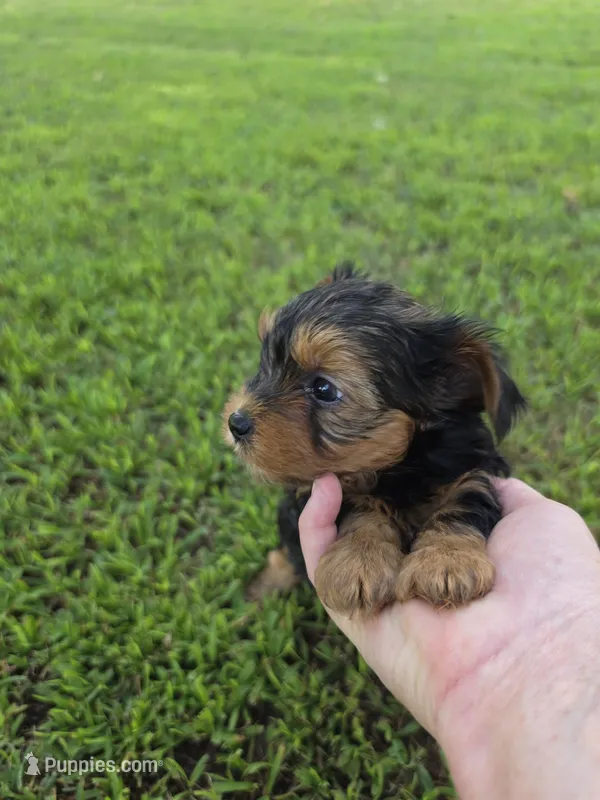 PRESTON YORKIPOO MALE – Yorkipoo puppy for sale in Bowling Green, KY