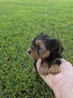 PRESTON YORKIPOO MALE, a male Yorkipoo for sale in Bowling Green, KY – 1 of 8