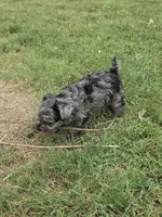 LAKE-BLUE MERLE , a male Yorkipoo for sale in Bowling Green, KY – 10 of 10