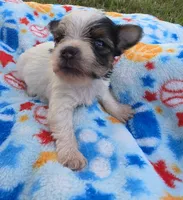 DANDY TINY TEACUP YORKIE MALE, a male Yorkshire Terrier for sale in Bowling Green, KY – 5 of 9