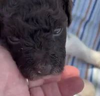 DARK CHOCOLATE PARTI, a male Schnoodle for sale in Bowling Green, KY – 2 of 10