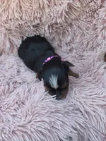 PAGEANT YORKIPOO GIRL, a female Yorkipoo for sale in Bowling Green, KY – 2 of 10
