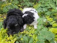 TRADITIONAL COLORED YORKIPOO, a male Yorkipoo for sale in Bowling Green, KY – Photo 3 of 6