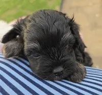 TRADITIONAL COLORED YORKIPOO, a male Yorkipoo for sale in Bowling Green, KY – Photo 6 of 6