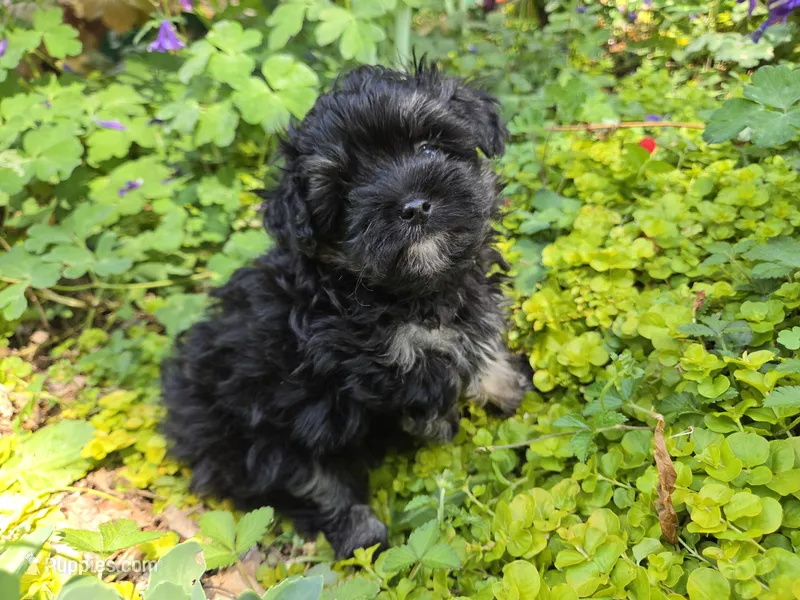 TRADITIONAL COLORED YORKIPOO – Yorkipoo puppy for sale in Bowling Green, KY