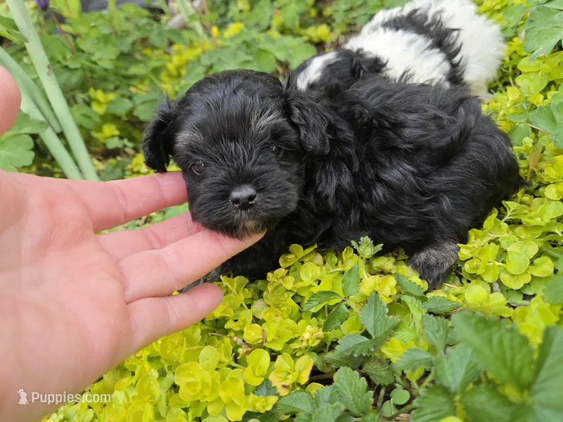 TRADITIONAL COLORED YORKIPOO – Yorkipoo puppy for sale in Bowling Green, KY