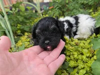 TRADITIONAL COLORED YORKIPOO, a male Yorkipoo for sale in Bowling Green, KY – Photo 2 of 6