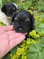 TRADITIONAL COLORED YORKIPOO, a male Yorkipoo for sale in Bowling Green, KY – Photo 5 of 6