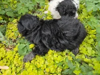 TRADITIONAL COLORED YORKIPOO, a male Yorkipoo for sale in Bowling Green, KY – Photo 4 of 6