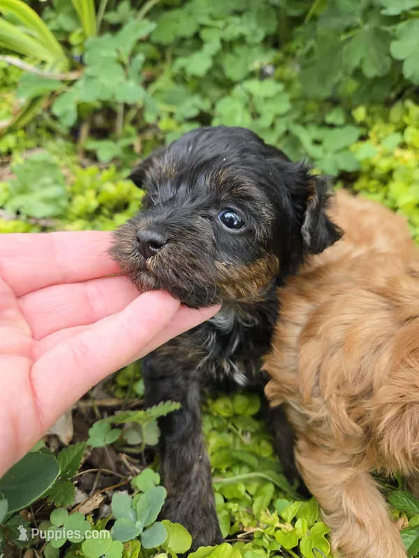TEACUP YORKIPOO TRADITIONAL COLOR – Yorkipoo puppy for sale in Bowling Green, KY