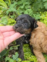 TEACUP YORKIPOO TRADITIONAL COLOR, a male Yorkipoo for sale in Bowling Green, KY – Photo 1 of 5