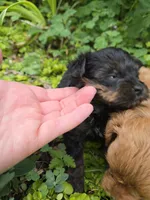 TEACUP YORKIPOO TRADITIONAL COLOR, a male Yorkipoo for sale in Bowling Green, KY – Photo 4 of 5