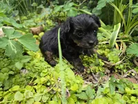 TEACUP YORKIPOO TRADITIONAL COLOR, a male Yorkipoo for sale in Bowling Green, KY – Photo 5 of 5