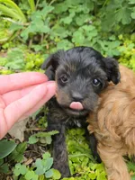 TEACUP YORKIPOO TRADITIONAL COLOR, a male Yorkipoo for sale in Bowling Green, KY – Photo 2 of 5
