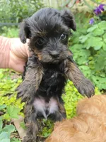 TEACUP YORKIPOO TRADITIONAL COLOR, a male Yorkipoo for sale in Bowling Green, KY – Photo 3 of 5