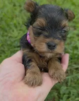 PATTEN YORKIPOO MALE, a male Yorkipoo for sale in Bowling Green, KY – 2 of 10