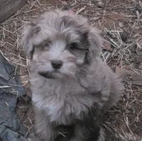 TUTTLE CHOCOLATE MERLE BOY, a male Schnoodle for sale in Bowling Green, KY – 2 of 7