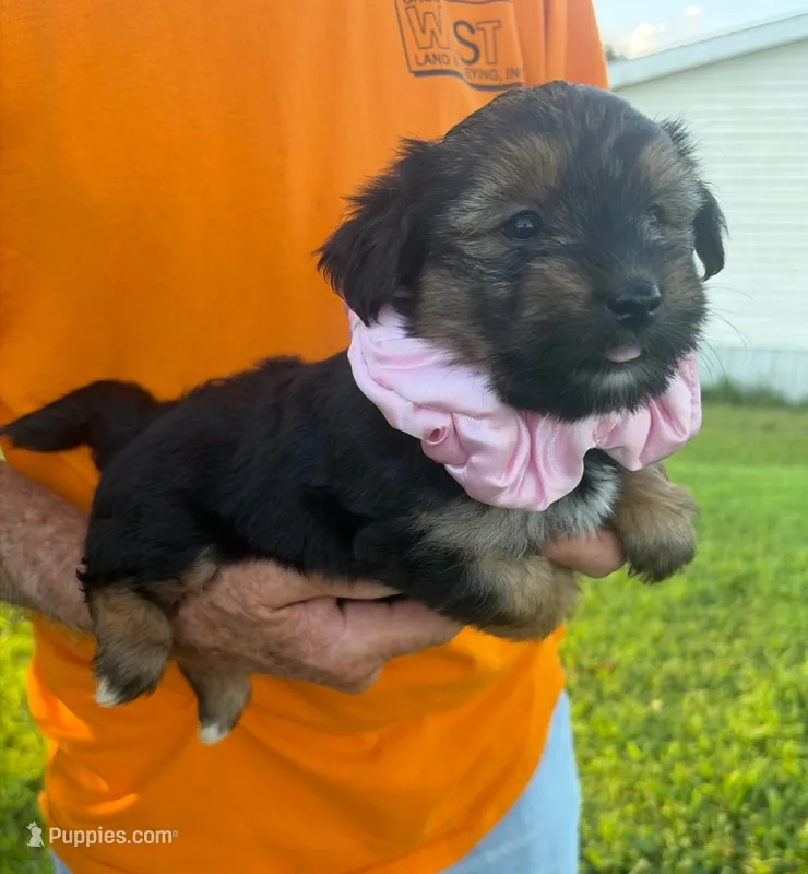 FUZZY LUVVY YORKIPOO – Yorkipoo puppy for sale in Bowling Green, KY