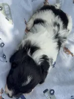 OH MY HEART HAVAPOO, a male Yorkshire Terrier and Havapoo for sale in Bowling Green, KY – 5 of 5