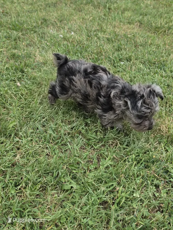 LAKE-BLUE MERLE  – Yorkipoo puppy for sale in Bowling Green, KY
