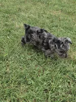 LAKE-BLUE MERLE , a male Yorkipoo for sale in Bowling Green, KY – 2 of 10