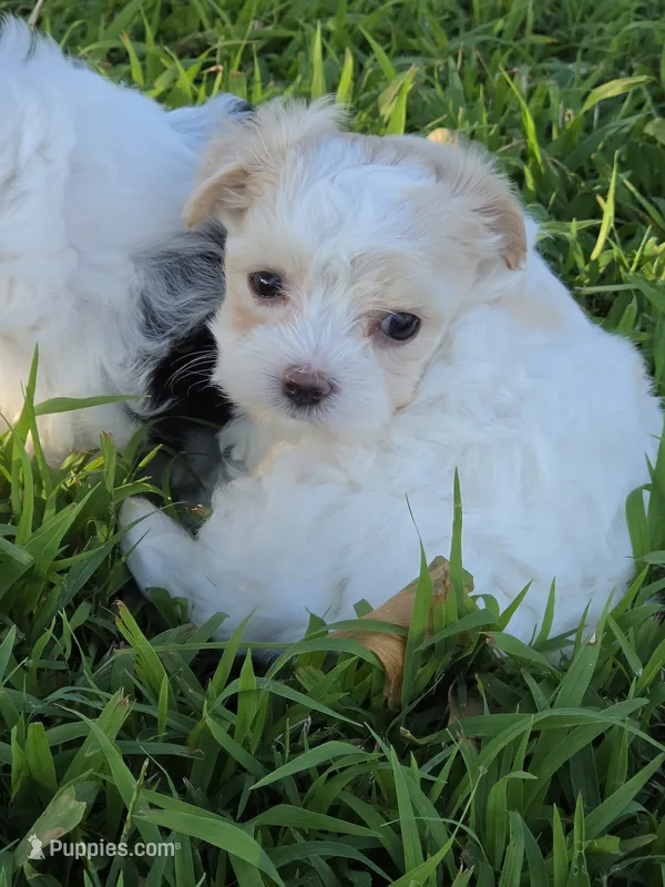 PRISSY MORKIPOO GIRL – Yorkipoo, Maltese puppy for sale in Bowling Green, KY