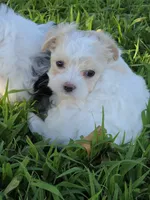 PRISSY MORKIPOO GIRL, a female Yorkipoo and Maltese for sale in Bowling Green, KY – 1 of 9