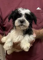 SPLASH OF WHITE YORKIPOO MIX, a male Yorkshire Terrier and Havapoo for sale in Bowling Green, KY – 2 of 4