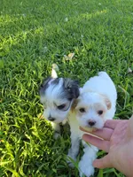PRISSY MORKIPOO GIRL, a female Yorkipoo and Maltese for sale in Bowling Green, KY – 6 of 9