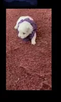 Sherri, a female Maltese for sale in Bowling Green, KY – 7 of 9