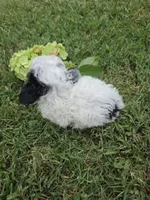 DEARLY TINY TOY GIRL, a female Poodle - Toy  for sale in Bowling Green, KY – 2 of 10