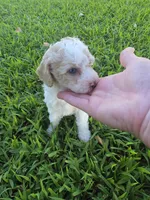 PENELOPE BLUE EYED MINI MERLE, a female Poodle - Miniature  for sale in Bowling Green, KY – 5 of 7