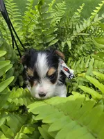 ABNER & BUBBLES TINY BOY, a male Morkie for sale in Bowling Green, KY – 10 of 10