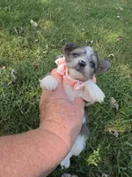 GRACE BLUE PARTI YORKIPOO, a female Yorkipoo for sale in Bowling Green, KY – 7 of 10
