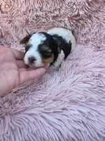 PIGEON YORKIPOO GIRL, a female Yorkipoo for sale in Bowling Green, KY – 9 of 10