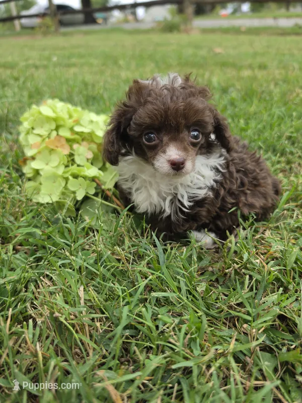 DAINTY TINY TEACUP GIRL – Poodle - Toy  puppy for sale in Bowling Green, KY