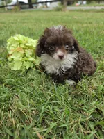 DAINTY TINY TEACUP GIRL, a female Poodle - Toy  for sale in Bowling Green, KY – 1 of 10