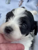 BANDIT HAVAPOO MIX, a male Yorkshire Terrier and Havapoo for sale in Bowling Green, KY – 2 of 9