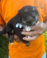 DARLING DOLL YORKIPOO, a female Yorkipoo for sale in Bowling Green, KY – 4 of 4