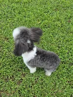 HARMONY SILVER PARTI GIRL, a female Poodle - Toy  for sale in Bowling Green, KY – 10 of 10