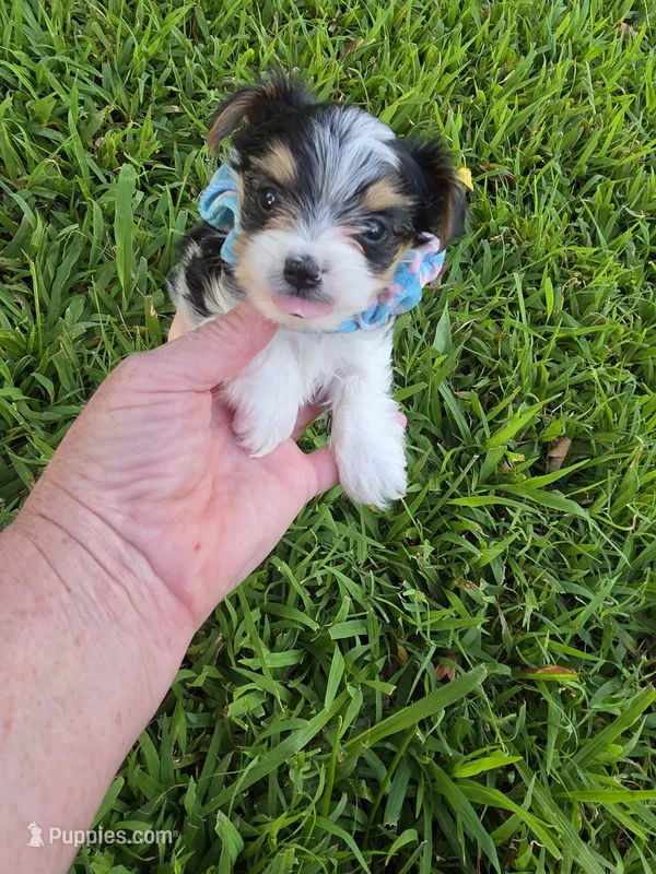 ANDERS LITTLE YORKIPOO – Yorkipoo puppy for sale in Bowling Green, KY