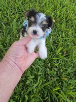 ANDERS LITTLE YORKIPOO, a male Yorkipoo for sale in Bowling Green, KY – 5 of 10