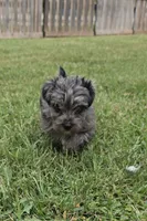 LAKE-BLUE MERLE , a male Yorkipoo for sale in Bowling Green, KY – 4 of 10