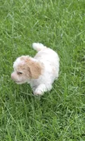 SAFFRON BLUE EYED MINI MERLE, a female Poodle - Miniature  for sale in Bowling Green, KY – 5 of 10