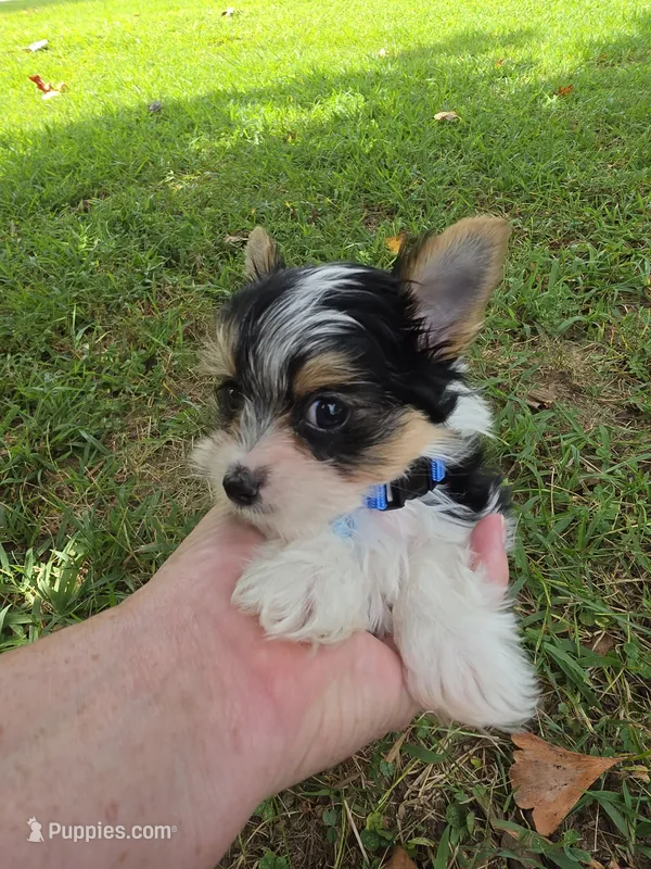 TINY ANDERS YORKIPOO – Yorkipoo puppy for sale in Bowling Green, KY