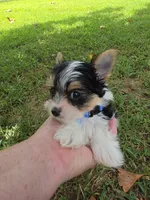 TINY ANDERS YORKIPOO, a male Yorkipoo for sale in Bowling Green, KY – 1 of 10
